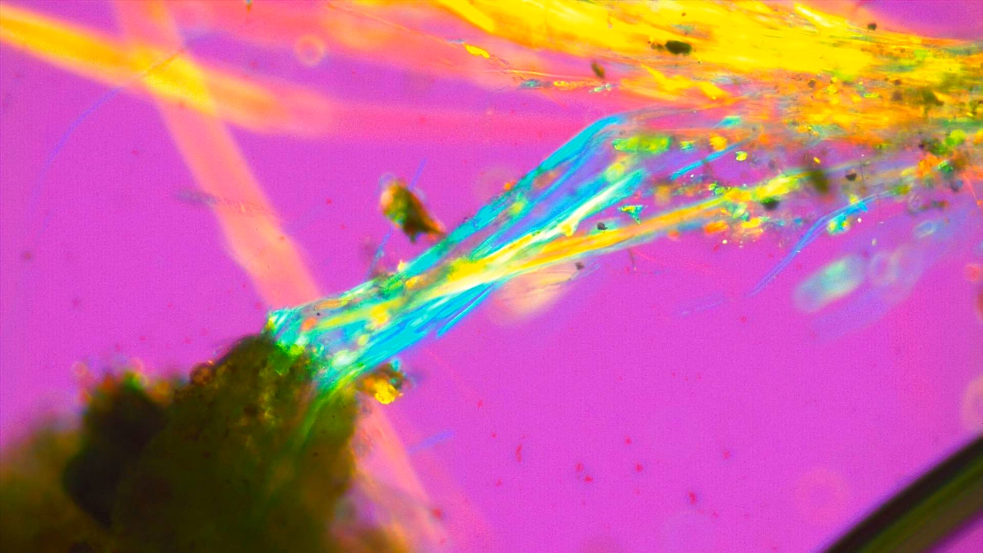 Amiante observé en microscopie optique MOLP